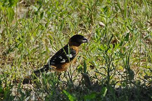 Grosbeak, Black-headed, 2010-07013839 Willard Bay SP, UT